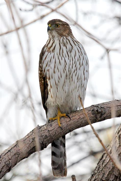 Cooper's Hawk — Birds of Prey Foundation | Broomfield, Colorado