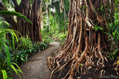 Jungle Garden Huntington Photo | Richard Wong Photography