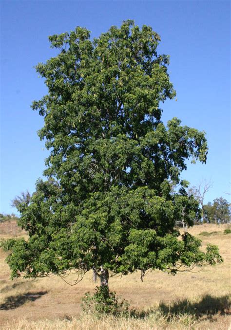 Toowoomba Plants: Long Jack