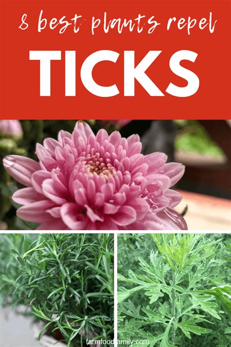 Natural Tick Repellents: 8 Plants That Repel Ticks For Humans & Kids | Plants, Natural tick ...