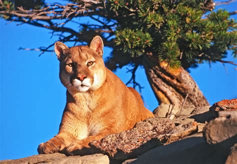 Cougar (Mountain Lion) Habitat - Animal Sake