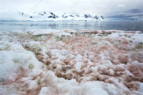 Red algae in snow - Stock Image - C048/1563 - Science Photo Library