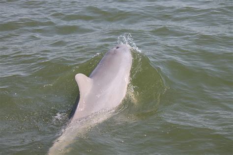 Hilton Head Dolphin Tours - Dolphin Experience Tour