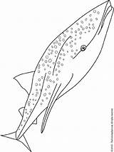 Coloring Pages Of Whale Shark  sketch template