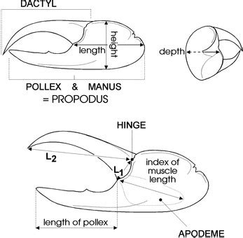 Claws: Geometry Function & Mechanism - Life Adoption: CRAB Biomimicry