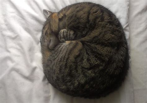 My cat likes to curl up in a ball when she sleeps : cats