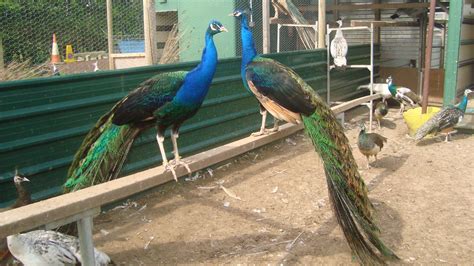 Black Shouldered Peafowl - Peacocks UK