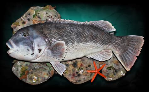 Tautog Fish Replica Mounts by Marine Creations Taxidermy