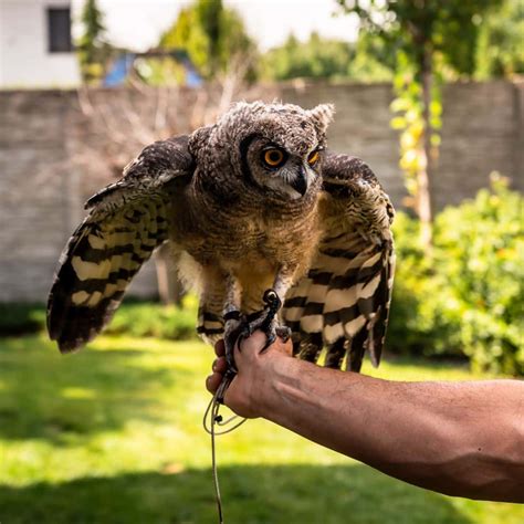 The Spiritual Meaning of Owl Hooting at Night - Awakening State