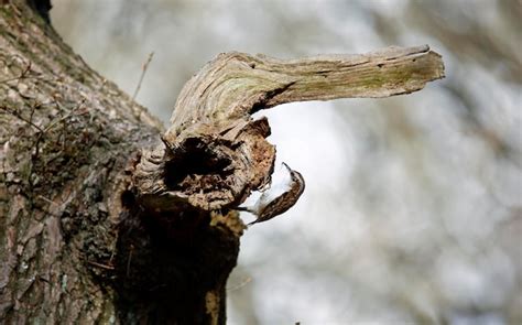 Premium Photo | Treecreeper collecting nest material