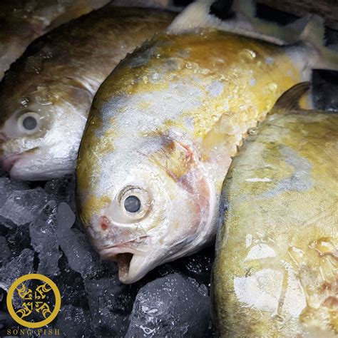 Golden Pomfret, Frozen – The Seafood Market Place by Song Fish