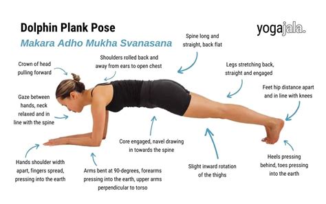 Aggregate 180+ dolphin pose muscles used latest - nanoginkgobiloba.vn