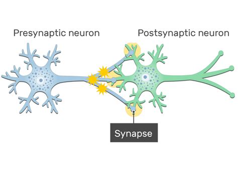 Neuron Diagram Labeled Synapse