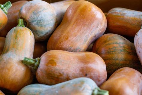 Everything You Need to Know About Honeynut Squash | Honeynut squash, Butternut squash seeds ...