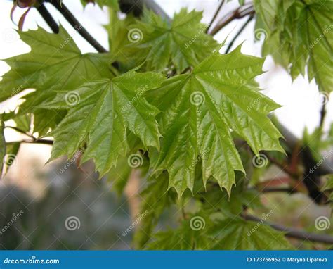 Acer Platanoides, Norway Maple Green Young Leaves. Stages of Maple ...