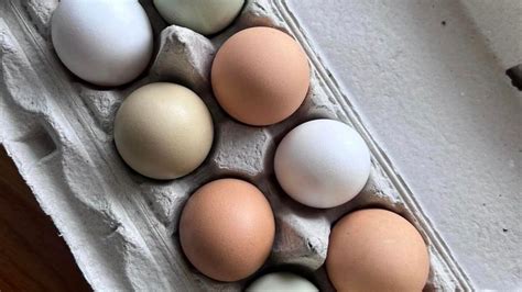 Where to buy fresh farm eggs in and around Fort Worth - FTWtoday