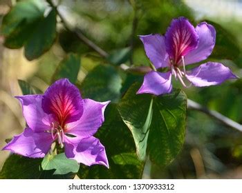 258 Pink Kachnar Flowers Images, Stock Photos & Vectors | Shutterstock