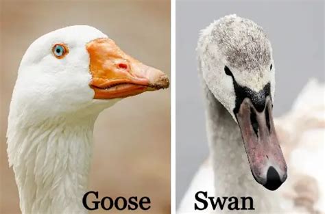 Goose Vs Swan - Differences: An In-Depth Comparison - ChickenMag