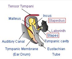 Stapedius Muscle: Reflex & Nerve | Study.com