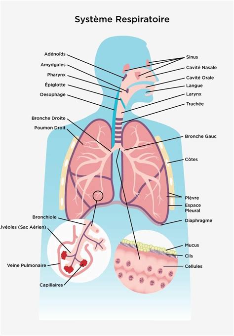 El Sistema Respiratorio Appareil Respiratoire Anatomie Du Corps | Images and Photos finder