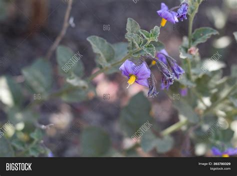 Umbel Inflorescence Image & Photo (Free Trial) | Bigstock