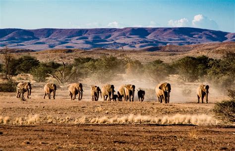 The Amazing Etosha National Park In Namibia • Ultimate Safari Guide