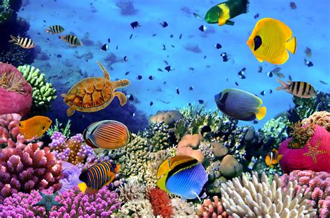 How coral reef fish decide to flee from danger - Earth.com