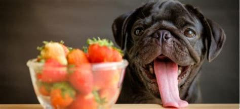 Can Dogs Eat Strawberries? Benefits and Potential Side Effects - Dr. Axe