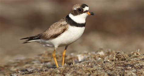 Semipalmated Plover Identification, All About Birds, Cornell Lab of Ornithology