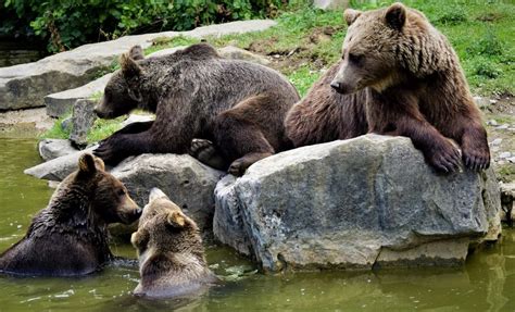 Most Interesting Facts About Three Bears - koppiz