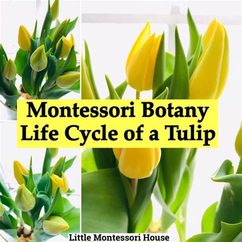 Life Cycle Of A Tulip - The Little Montessori House