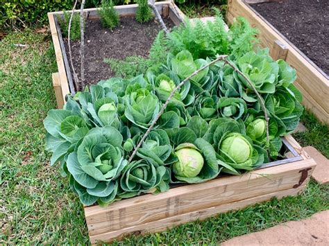 Organic Compost Garden Soil - Raised Bed Soil - Houston 77099