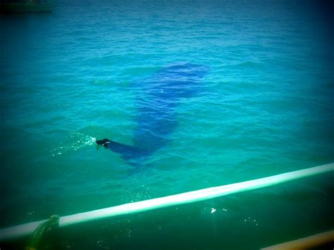 Butanding/Whale Shark (Donsol, Sorsogon) | Flickr - Photo Sharing!