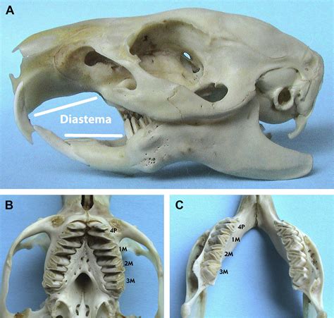 Anatomy and Disorders of the Oral Cavity of Guinea Pigs - Veterinary Clinics: Exotic Animal Practice