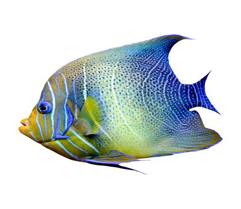 Tropical seas fish on transparent background by ZOOSTOCK on DeviantArt