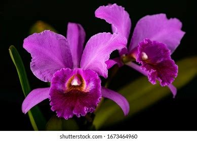 309 Orchids Venezuela Images, Stock Photos & Vectors | Shutterstock