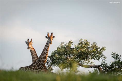 Know Before You Go : 4 Facts About a Giraffe's Eating Habits | Sun Safaris Travel Blog