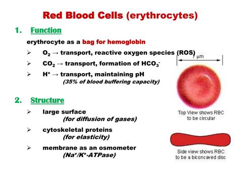 PPT - BLOOD CELLS METABOLISM PowerPoint Presentation, free download - ID:6381409