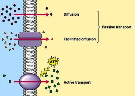 Membrane Transport: The transportation mechanism into the cell ~ Biology Exams 4 U