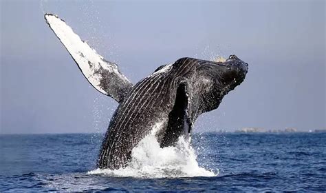 Gray Whale Facts | Anatomy, Diet, Habitat, Behavior