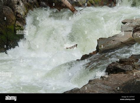 Chinook salmon jumping waterfall Stock Photo - Alamy