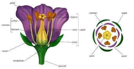 Stock Illustration - Generalized flower with parts (left); diagram showing arrangement of floral ...