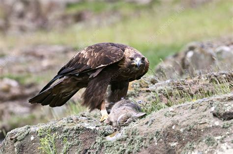 Golden eagle and prey - Stock Image - C012/1706 - Science Photo Library