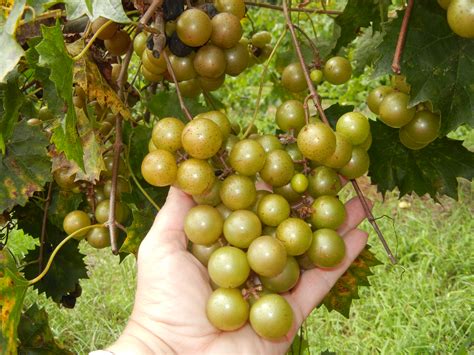 Growing Muscadine and Scuppernong Grapes