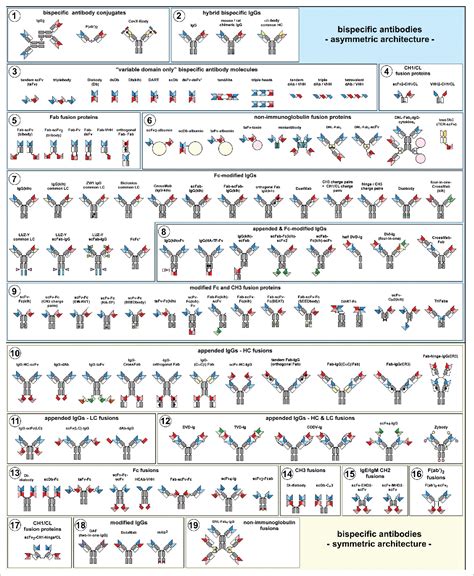 Reduction and Fragmentation of Bispecific Antibodies – Creative Biolabs Bispecific Antibody Blog