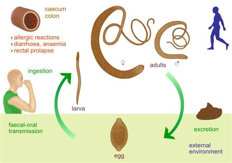 Trichuris trichiura