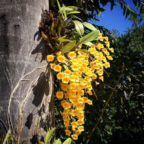 Dendrobium aggregatum — Palmer Orchids