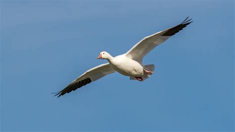 2018 Christmas Bird Count Results — Eastside Audubon Society