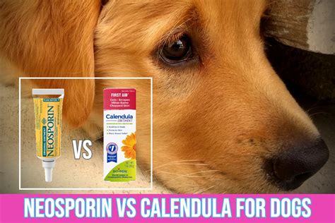 Neosporin vs Calendula Ointment for Dogs: Uses, Side Effects