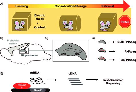 Description of experimental approach to study the transcriptional ...